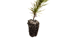 Load image into Gallery viewer, Southern Chinese Pine | Medium Tree Seedling | The Jonsteen Company