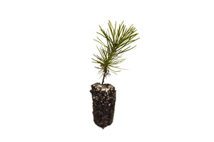 Southern Chinese Pine | Medium Tree Seedling | The Jonsteen Company