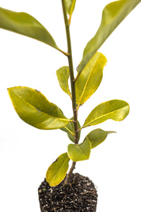 Southern Magnolia | Large Tree Seedling | The Jonsteen Company