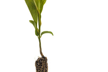 Load image into Gallery viewer, Southern Magnolia | Small Tree Seedling | The Jonsteen Company