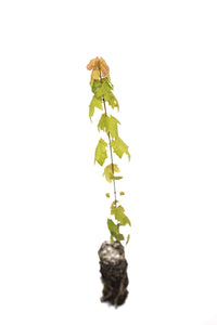 Florida Maple | Medium Tree Seedling | The Jonsteen Company