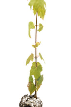 Load image into Gallery viewer, Florida Maple | Medium Tree Seedling | The Jonsteen Company