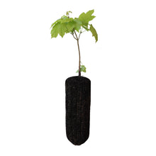Load image into Gallery viewer, Sugar Maple | Large Tree Seedling | The Jonsteen Company
