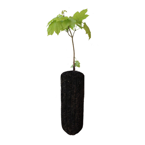 Sugar Maple | Large Tree Seedling | The Jonsteen Company