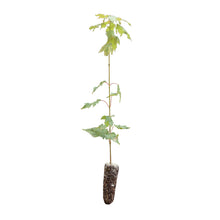 Load image into Gallery viewer, Sugar Maple | Medium Tree Seedling | The Jonsteen Company