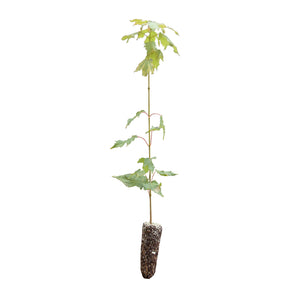 Sugar Maple | Medium Tree Seedling | The Jonsteen Company