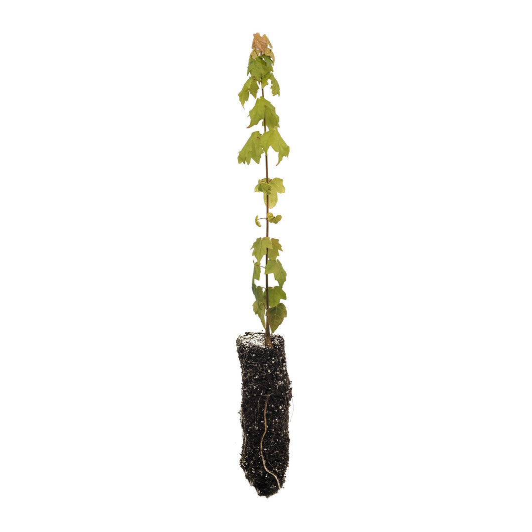 Florida Maple | Medium Tree Seedling | The Jonsteen Company