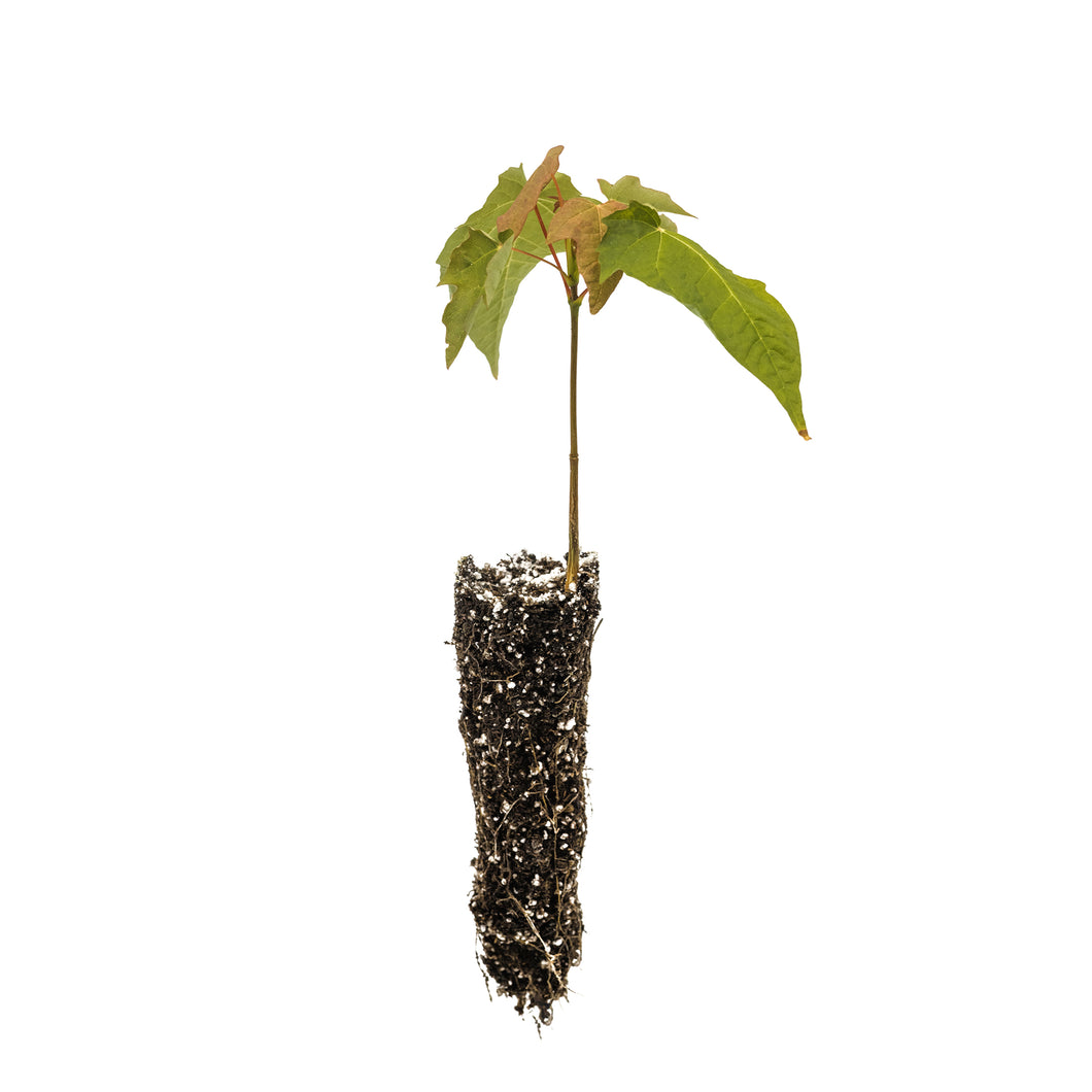 Sugar Maple | Small Tree Seedling | The Jonsteen Company