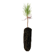 Load image into Gallery viewer, Sugar Pine | Medium Tree Seedling | The Jonsteen Company