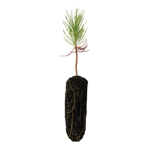 Sugar Pine | Medium Tree Seedling | The Jonsteen Company