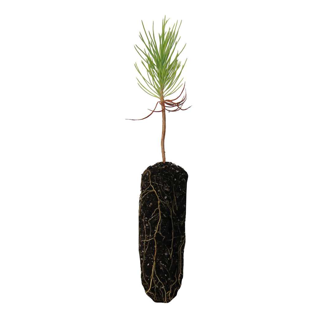 Sugar Pine | Medium Tree Seedling | The Jonsteen Company