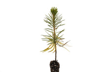 Load image into Gallery viewer, Sugar Pine | Small Tree Seedling | The Jonsteen Company