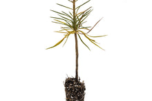 Load image into Gallery viewer, Sugar Pine | Small Tree Seedling | The Jonsteen Company