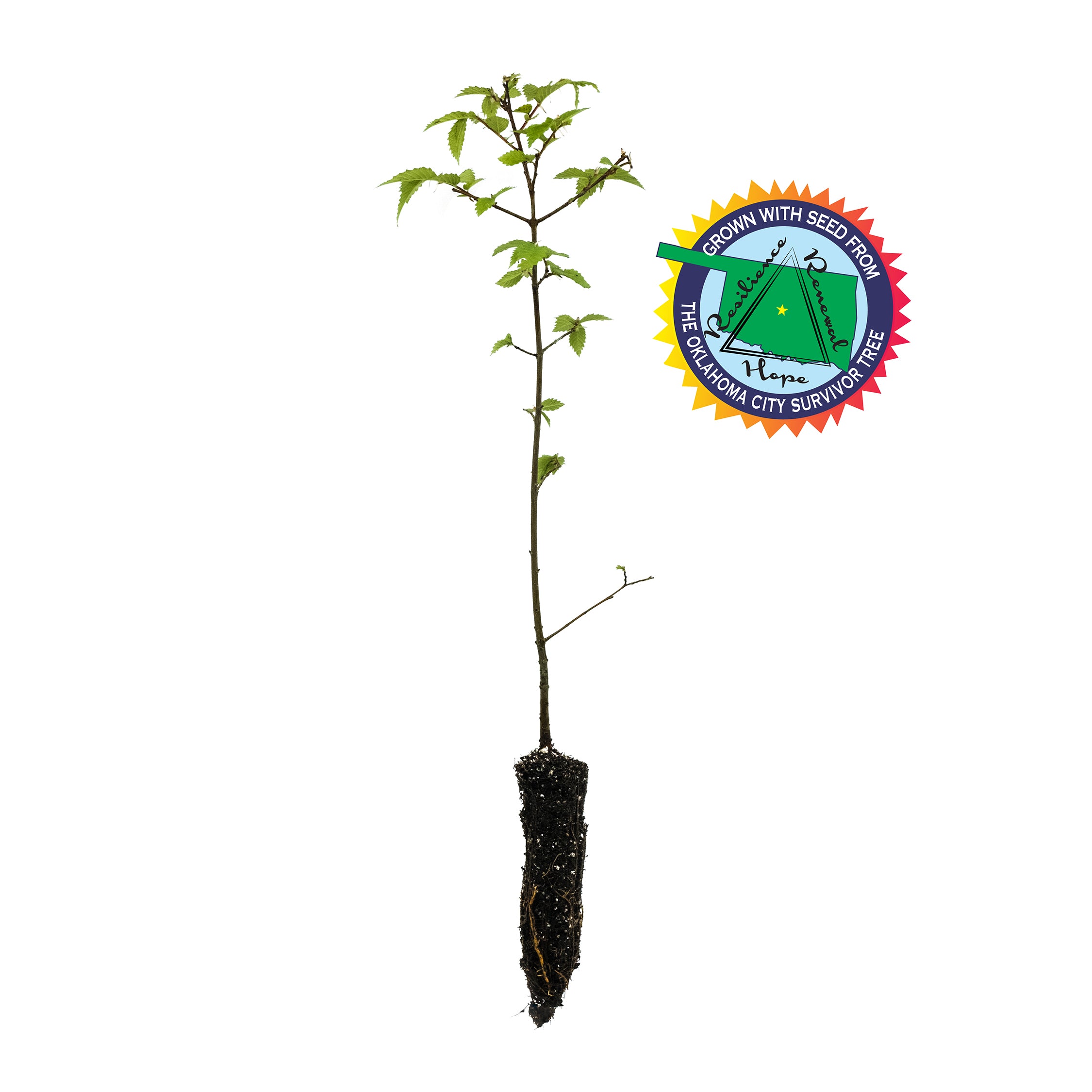 Planting of Survivor Tree Sapling in Boston - Tree Topics