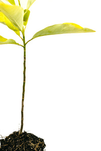 Sweetbay Magnolia | Large Tree Seedling | The Jonsteen Company