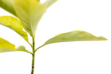 Load image into Gallery viewer, Sweetbay Magnolia | Large Tree Seedling | The Jonsteen Company