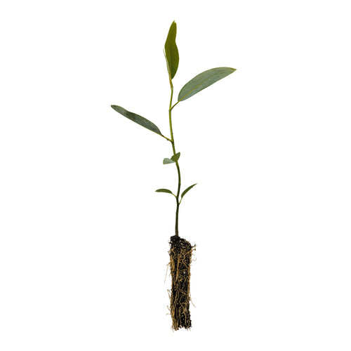 Sweetbay Magnolia | Small Tree Seedling | The Jonsteen Company
