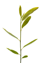 Load image into Gallery viewer, Sweetbay Magnolia | Medium Tree Seedling | The Jonsteen Company