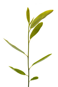 Sweetbay Magnolia | Medium Tree Seedling | The Jonsteen Company