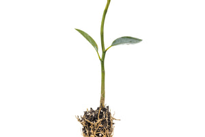 Sweetbay Magnolia | Small Tree Seedling | The Jonsteen Company