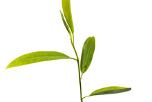 Load image into Gallery viewer, Sweetbay Magnolia | Small Tree Seedling | The Jonsteen Company
