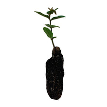 Load image into Gallery viewer, Tanoak | Medium Tree Seedling