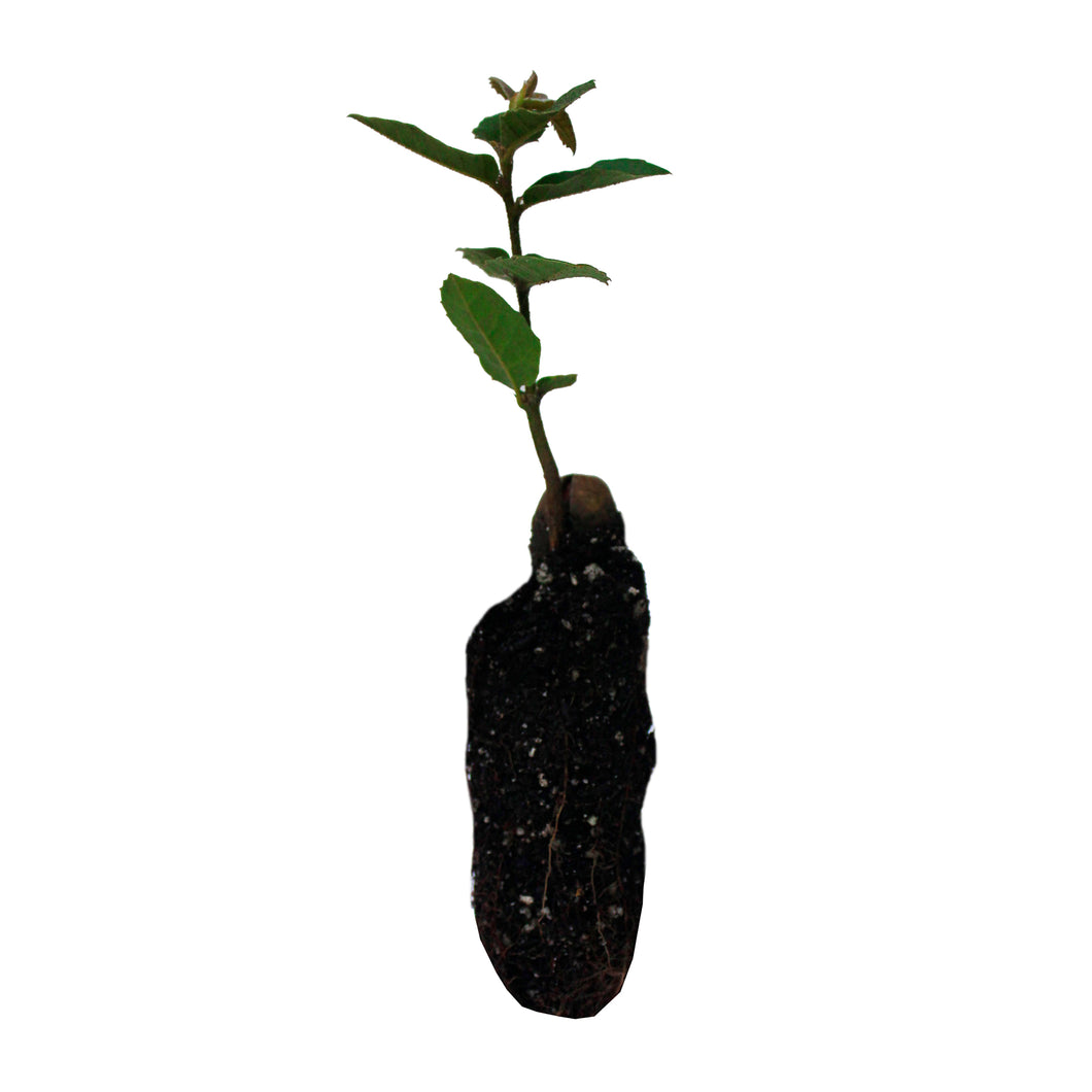 Tanoak | Medium Tree Seedling