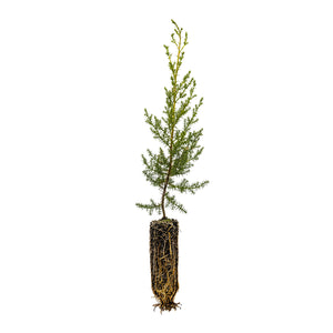 Tecate Cypress | Medium Tree Seedling | The Jonsteen Company