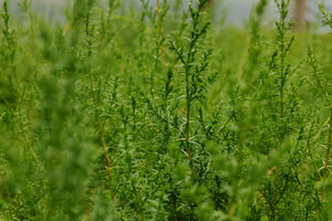 Tecate Cypress | Lot of 30 Tree Seedlings | The Jonsteen Company