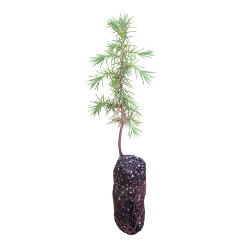 Temple Juniper | Medium Tree Seedling | The Jonsteen Company