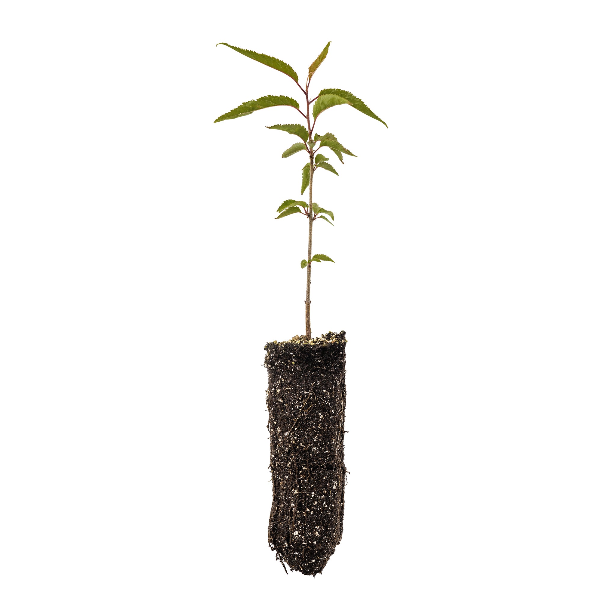 tibetan cherry tree bonsai Tibetan Cherry