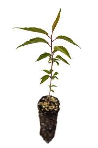 Tibetan Cherry | Medium Tree Seedling | The Jonsteen Company