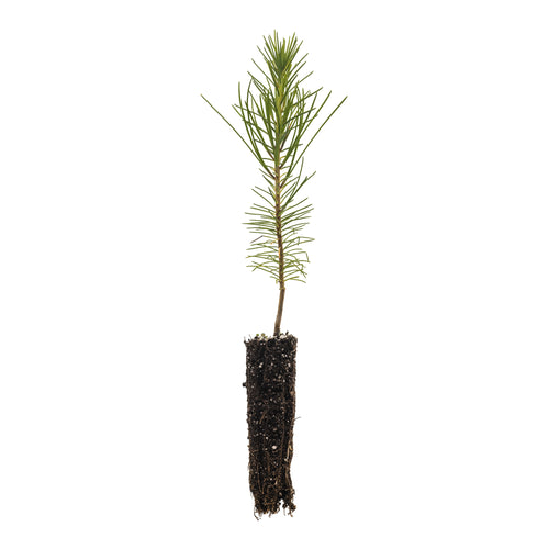 Torrey Pine | Small Tree Seedling | The Jonsteen Company