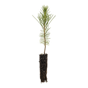 Torrey Pine | Small Tree Seedling | The Jonsteen Company