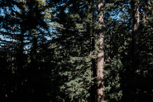 Coast Redwood | Large Tree Seedling | The Jonsteen Company