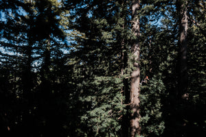 Coast Redwood | Small Tree Seedling | The Jonsteen Company