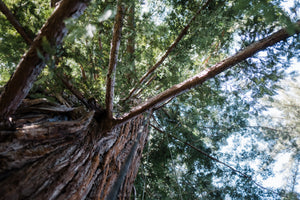 Coast Redwood | XL Tree Seedling | The Jonsteen Company