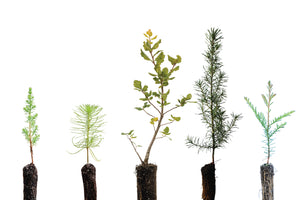 Trees of Monterey | Collection of 5 Tree Seedlings | The Jonsteen Company