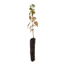 Load image into Gallery viewer, Trident Maple | Small Tree Seedling | The Jonsteen Company