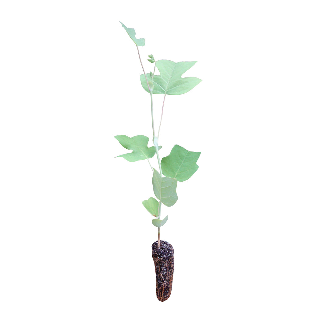 Tulip Poplar | Medium Tree Seedling | The Jonsteen Company