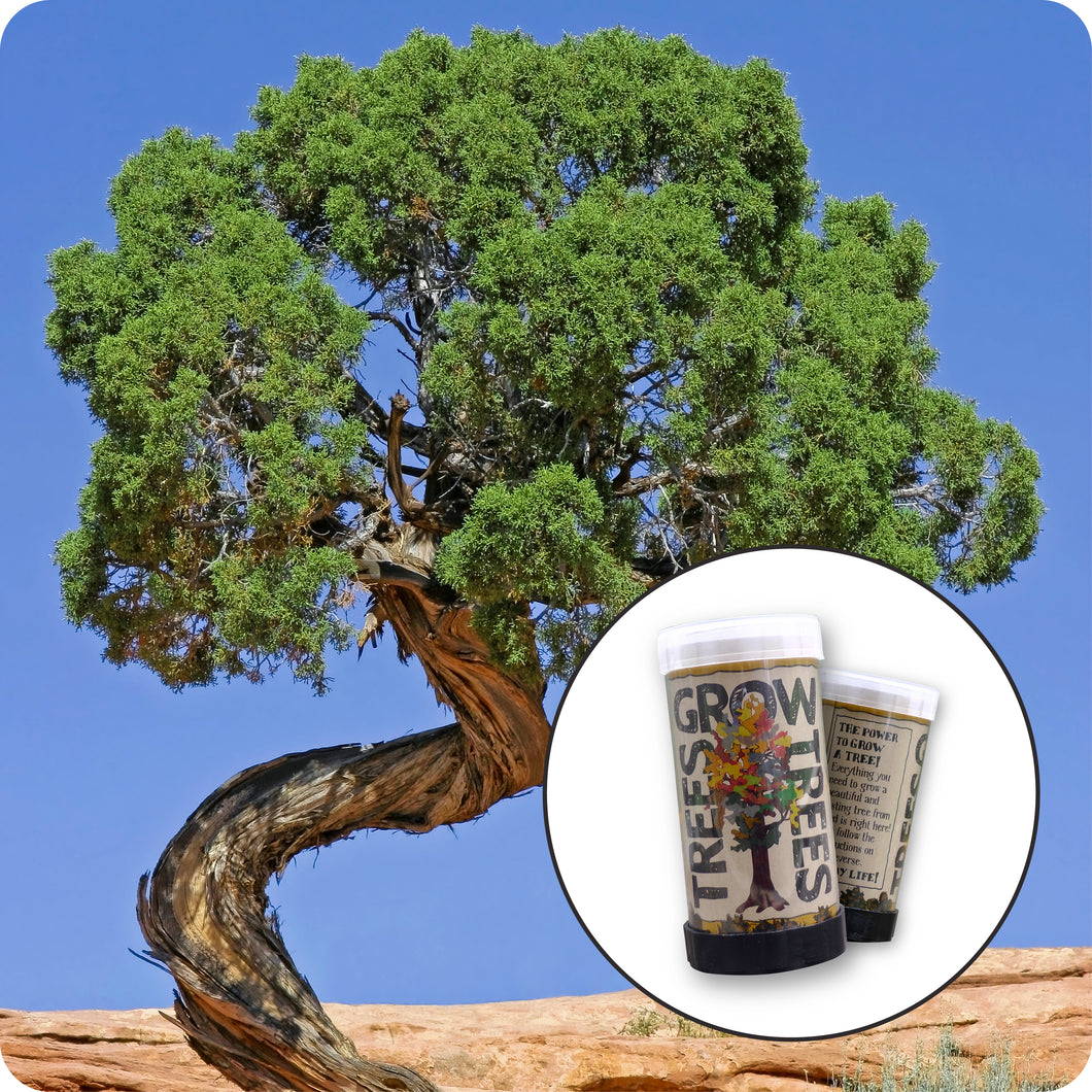 where to buy bonsai trees in utah Utah Juniper
