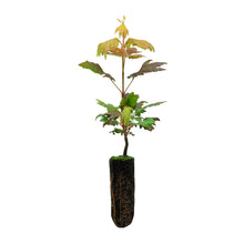 Load image into Gallery viewer, Vine Maple | Medium Tree Seedling | The Jonsteen Company
