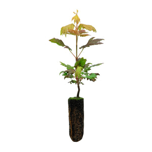 Vine Maple | Medium Tree Seedling | The Jonsteen Company
