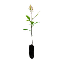 Load image into Gallery viewer, Water Hickory | Medium Tree Seedling | The Jonsteen Company