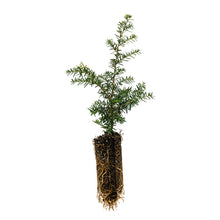 Load image into Gallery viewer, Western Hemlock | Medium Tree Seedling | The Jonsteen Company