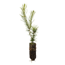 Load image into Gallery viewer, Western Larch | Medium Tree Seedling | The Jonsteen Company