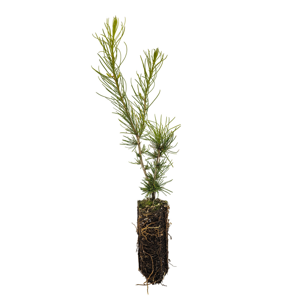 Western Larch | Medium Tree Seedling | The Jonsteen Company