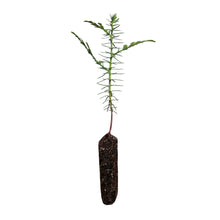 Load image into Gallery viewer, Western Red Cedar | Small Tree Seedling | The Jonsteen Company