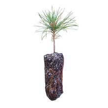 Load image into Gallery viewer, Western White Pine | Medium Tree Seedling | The Jonsteen Company