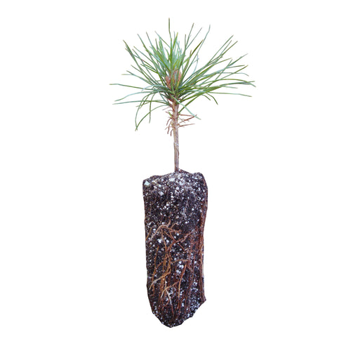 Western White Pine | Medium Tree Seedling | The Jonsteen Company